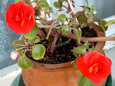 Red color Begonia Elatior flower. <i>(Family: Begoniaceae, Species: Begonia)</i> <br>Photo Date: September 2006, Location: Turkey/Istanbul-Mother`s Flowers, By: Artislamic.com