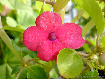 Garden Balsam, -Touch-me-not, Jewel Weed- flower. <i>(Family: Balsaminaceae, Species: Impatiens walleriana)</i> <br>Photo Date: October 2005, Location: Turkey/Istanbul-Mother`s Flowers, By: Artislamic.com