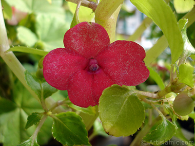 Garden Balsam, -Touch-me-not, Jewel Weed- flower. <i>(Family: Balsaminaceae, Species: Impatiens walleriana)</i> <br>Photo Date: October 2005, Location: Turkey/Istanbul-Mother`s Flowers, By: Artislamic.com