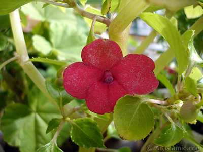 Cam Gzeli iei resmi. <i>(Ailesi: Balsaminaceae, Tr: Impatiens walleriana)</i> <br>ekim Tarihi: Ekim 2005, Yer: stanbul-Annemin iekleri, Fotoraf: islamiSanat.net