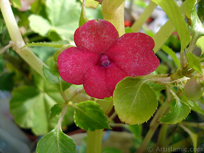 Cam Gzeli iei resmi. <i>(Ailesi: Balsaminaceae, Tr: Impatiens walleriana)</i> <br>ekim Tarihi: Ekim 2005, Yer: stanbul-Annemin iekleri, Fotoraf: islamiSanat.net