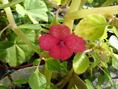 Garden Balsam, -Touch-me-not, Jewel Weed- flower. <i>(Family: Balsaminaceae, Species: Impatiens walleriana)</i> <br>Photo Date: October 2005, Location: Turkey/Istanbul-Mother`s Flowers, By: Artislamic.com