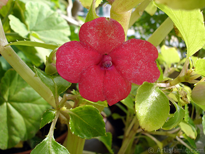 Garden Balsam, -Touch-me-not, Jewel Weed- flower. <i>(Family: Balsaminaceae, Species: Impatiens walleriana)</i> <br>Photo Date: October 2005, Location: Turkey/Istanbul-Mother`s Flowers, By: Artislamic.com