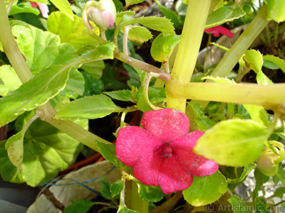 Garden Balsam, -Touch-me-not, Jewel Weed- flower. <i>(Family: Balsaminaceae, Species: Impatiens walleriana)</i> <br>Photo Date: October 2005, Location: Turkey/Istanbul-Mother`s Flowers, By: Artislamic.com