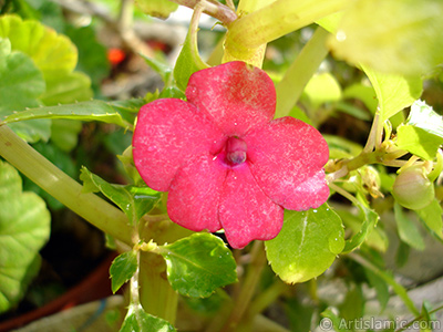 Garden Balsam, -Touch-me-not, Jewel Weed- flower. <i>(Family: Balsaminaceae, Species: Impatiens walleriana)</i> <br>Photo Date: October 2005, Location: Turkey/Istanbul-Mother`s Flowers, By: Artislamic.com