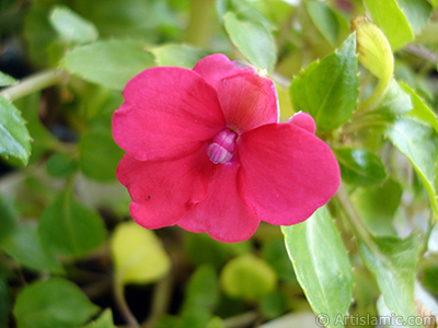 Garden Balsam, -Touch-me-not, Jewel Weed- flower. <i>(Family: Balsaminaceae, Species: Impatiens walleriana)</i> <br>Photo Date: October 2005, Location: Turkey/Istanbul-Mother`s Flowers, By: Artislamic.com