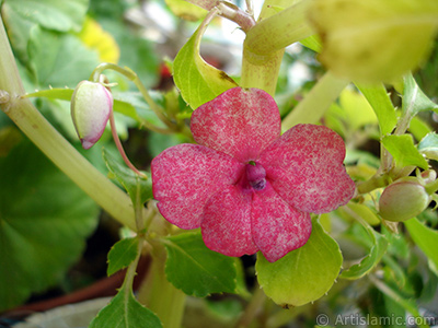 Garden Balsam, -Touch-me-not, Jewel Weed- flower. <i>(Family: Balsaminaceae, Species: Impatiens walleriana)</i> <br>Photo Date: October 2005, Location: Turkey/Istanbul-Mother`s Flowers, By: Artislamic.com