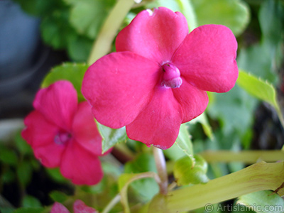 Garden Balsam, -Touch-me-not, Jewel Weed- flower. <i>(Family: Balsaminaceae, Species: Impatiens walleriana)</i> <br>Photo Date: October 2005, Location: Turkey/Istanbul-Mother`s Flowers, By: Artislamic.com