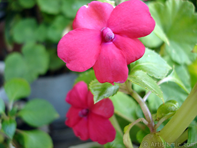 Garden Balsam, -Touch-me-not, Jewel Weed- flower. <i>(Family: Balsaminaceae, Species: Impatiens walleriana)</i> <br>Photo Date: October 2005, Location: Turkey/Istanbul-Mother`s Flowers, By: Artislamic.com