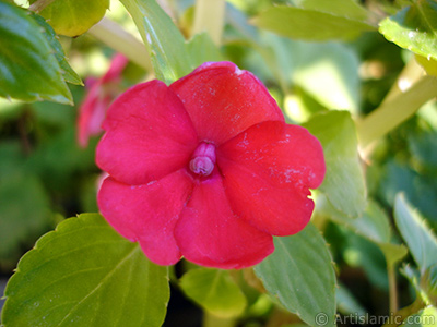 Garden Balsam, -Touch-me-not, Jewel Weed- flower. <i>(Family: Balsaminaceae, Species: Impatiens walleriana)</i> <br>Photo Date: October 2005, Location: Turkey/Istanbul-Mother`s Flowers, By: Artislamic.com