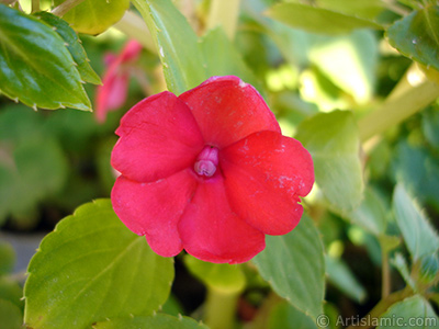 Cam Gzeli iei resmi. <i>(Ailesi: Balsaminaceae, Tr: Impatiens walleriana)</i> <br>ekim Tarihi: Ekim 2005, Yer: stanbul-Annemin iekleri, Fotoraf: islamiSanat.net