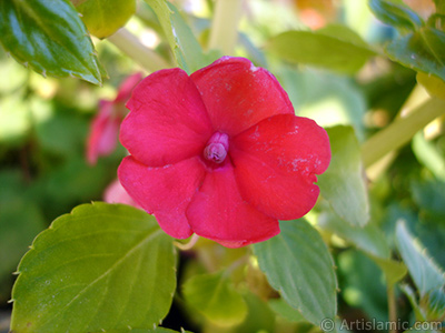 Garden Balsam, -Touch-me-not, Jewel Weed- flower. <i>(Family: Balsaminaceae, Species: Impatiens walleriana)</i> <br>Photo Date: October 2005, Location: Turkey/Istanbul-Mother`s Flowers, By: Artislamic.com