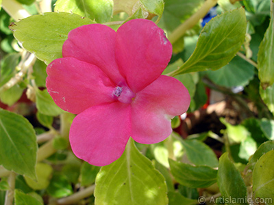 Garden Balsam, -Touch-me-not, Jewel Weed- flower. <i>(Family: Balsaminaceae, Species: Impatiens walleriana)</i> <br>Photo Date: November 2005, Location: Turkey/Istanbul-Mother`s Flowers, By: Artislamic.com