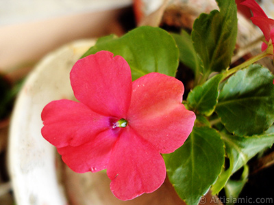 Garden Balsam, -Touch-me-not, Jewel Weed- flower. <i>(Family: Balsaminaceae, Species: Impatiens walleriana)</i> <br>Photo Date: May 2010, Location: Turkey/Istanbul-Mother`s Flowers, By: Artislamic.com