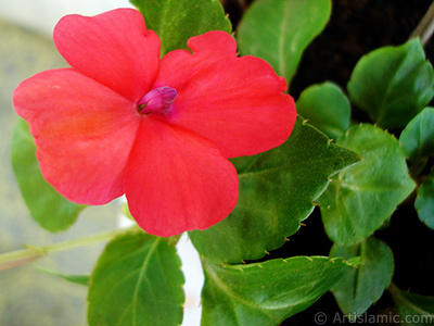 Garden Balsam, -Touch-me-not, Jewel Weed- flower. <i>(Family: Balsaminaceae, Species: Impatiens walleriana)</i> <br>Photo Date: May 2010, Location: Turkey/Istanbul-Mother`s Flowers, By: Artislamic.com