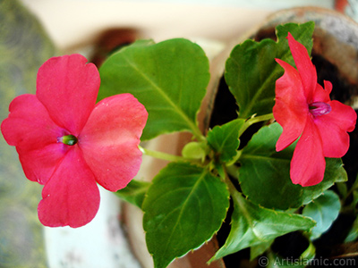 Garden Balsam, -Touch-me-not, Jewel Weed- flower. <i>(Family: Balsaminaceae, Species: Impatiens walleriana)</i> <br>Photo Date: May 2010, Location: Turkey/Istanbul-Mother`s Flowers, By: Artislamic.com