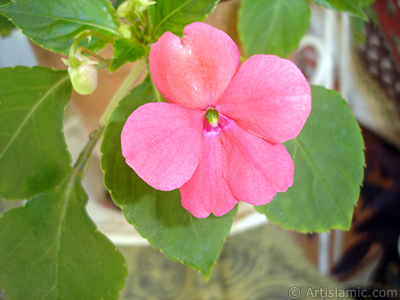 Garden Balsam, -Touch-me-not, Jewel Weed- flower. <i>(Family: Balsaminaceae, Species: Impatiens walleriana)</i> <br>Photo Date: June 2010, Location: Turkey/Istanbul-Mother`s Flowers, By: Artislamic.com