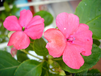 Garden Balsam, -Touch-me-not, Jewel Weed- flower. <i>(Family: Balsaminaceae, Species: Impatiens walleriana)</i> <br>Photo Date: June 2010, Location: Turkey/Istanbul-Mother`s Flowers, By: Artislamic.com