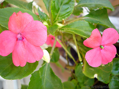 Garden Balsam, -Touch-me-not, Jewel Weed- flower. <i>(Family: Balsaminaceae, Species: Impatiens walleriana)</i> <br>Photo Date: June 2010, Location: Turkey/Istanbul-Mother`s Flowers, By: Artislamic.com