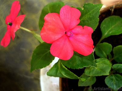 Garden Balsam, -Touch-me-not, Jewel Weed- flower. <i>(Family: Balsaminaceae, Species: Impatiens walleriana)</i> <br>Photo Date: May 2010, Location: Turkey/Istanbul-Mother`s Flowers, By: Artislamic.com