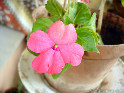 Garden Balsam, -Touch-me-not, Jewel Weed- flower. <i>(Family: Balsaminaceae, Species: Impatiens walleriana)</i> <br>Photo Date: May 2010, Location: Turkey/Istanbul-Mother`s Flowers, By: Artislamic.com