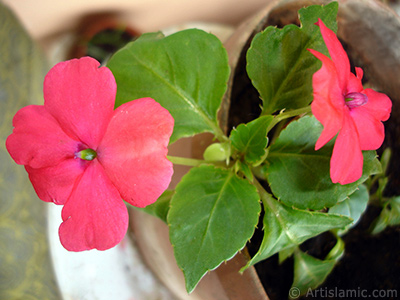 Garden Balsam, -Touch-me-not, Jewel Weed- flower. <i>(Family: Balsaminaceae, Species: Impatiens walleriana)</i> <br>Photo Date: May 2010, Location: Turkey/Istanbul-Mother`s Flowers, By: Artislamic.com