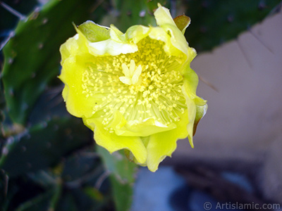 Prickly Pear with yellow flower. <i>(Family: Cactaceae, Species: Opuntia)</i> <br>Photo Date: June 2010, Location: Turkey/Istanbul-Mother`s Flowers, By: Artislamic.com