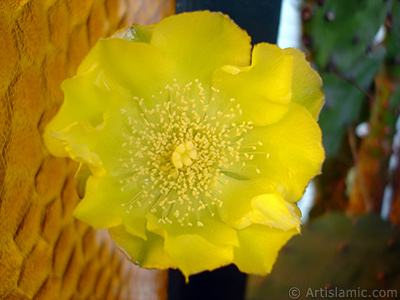 Prickly Pear with yellow flower. <i>(Family: Cactaceae, Species: Opuntia)</i> <br>Photo Date: June 2010, Location: Turkey/Istanbul-Mother`s Flowers, By: Artislamic.com