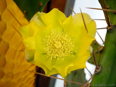 Prickly Pear with yellow flower. <i>(Family: Cactaceae, Species: Opuntia)</i> <br>Photo Date: June 2010, Location: Turkey/Istanbul-Mother`s Flowers, By: Artislamic.com