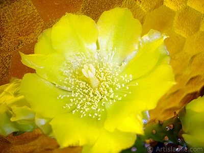 Prickly Pear with yellow flower. <i>(Family: Cactaceae, Species: Opuntia)</i> <br>Photo Date: June 2010, Location: Turkey/Istanbul-Mother`s Flowers, By: Artislamic.com