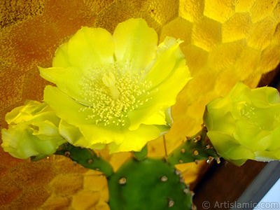 Prickly Pear with yellow flower. <i>(Family: Cactaceae, Species: Opuntia)</i> <br>Photo Date: June 2010, Location: Turkey/Istanbul-Mother`s Flowers, By: Artislamic.com