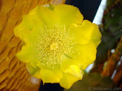 Prickly Pear with yellow flower. <i>(Family: Cactaceae, Species: Opuntia)</i> <br>Photo Date: June 2010, Location: Turkey/Istanbul-Mother`s Flowers, By: Artislamic.com