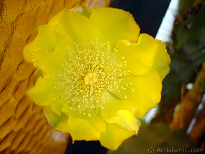 Kaynana Dili Kaktsnn sar ieinin resmi. <i>(Ailesi: Cactaceae, Tr: Opuntia)</i> <br>ekim Tarihi: Haziran 2010, Yer: stanbul-Annemin iekleri, Fotoraf: islamiSanat.net