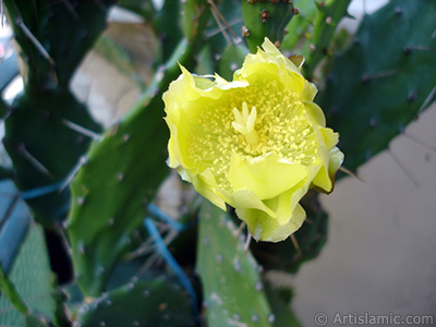 Prickly Pear with yellow flower. <i>(Family: Cactaceae, Species: Opuntia)</i> <br>Photo Date: June 2010, Location: Turkey/Istanbul-Mother`s Flowers, By: Artislamic.com
