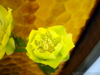 Kaynana Dili Kaktsnn sar ieinin resmi. <i>(Ailesi: Cactaceae, Tr: Opuntia)</i> <br>ekim Tarihi: Haziran 2010, Yer: stanbul-Annemin iekleri, Fotoraf: islamiSanat.net