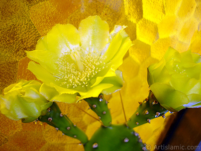 Kaynana Dili Kaktsnn sar ieinin resmi. <i>(Ailesi: Cactaceae, Tr: Opuntia)</i> <br>ekim Tarihi: Haziran 2010, Yer: stanbul-Annemin iekleri, Fotoraf: islamiSanat.net