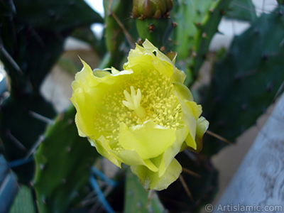 Prickly Pear with yellow flower. <i>(Family: Cactaceae, Species: Opuntia)</i> <br>Photo Date: June 2010, Location: Turkey/Istanbul-Mother`s Flowers, By: Artislamic.com