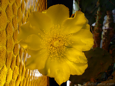 Prickly Pear with yellow flower. <i>(Family: Cactaceae, Species: Opuntia)</i> <br>Photo Date: June 2010, Location: Turkey/Istanbul-Mother`s Flowers, By: Artislamic.com