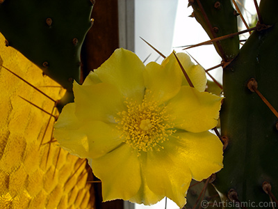 Prickly Pear with yellow flower. <i>(Family: Cactaceae, Species: Opuntia)</i> <br>Photo Date: June 2010, Location: Turkey/Istanbul-Mother`s Flowers, By: Artislamic.com