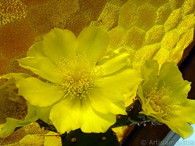 Prickly Pear with yellow flower. <i>(Family: Cactaceae, Species: Opuntia)</i> <br>Photo Date: June 2010, Location: Turkey/Istanbul-Mother`s Flowers, By: Artislamic.com