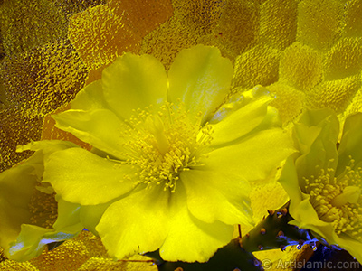 Prickly Pear with yellow flower. <i>(Family: Cactaceae, Species: Opuntia)</i> <br>Photo Date: June 2010, Location: Turkey/Istanbul-Mother`s Flowers, By: Artislamic.com