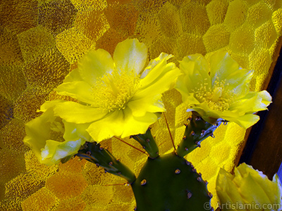 Kaynana Dili Kaktsnn sar ieinin resmi. <i>(Ailesi: Cactaceae, Tr: Opuntia)</i> <br>ekim Tarihi: Haziran 2010, Yer: stanbul-Annemin iekleri, Fotoraf: islamiSanat.net