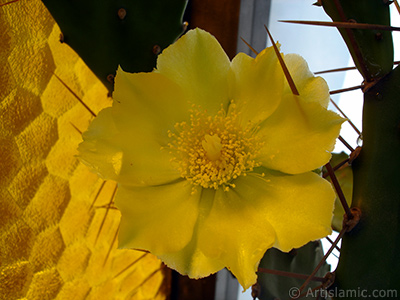 Prickly Pear with yellow flower. <i>(Family: Cactaceae, Species: Opuntia)</i> <br>Photo Date: June 2010, Location: Turkey/Istanbul-Mother`s Flowers, By: Artislamic.com