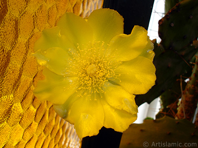 Prickly Pear with yellow flower. <i>(Family: Cactaceae, Species: Opuntia)</i> <br>Photo Date: June 2010, Location: Turkey/Istanbul-Mother`s Flowers, By: Artislamic.com