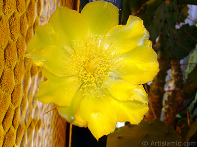 Prickly Pear with yellow flower. <i>(Family: Cactaceae, Species: Opuntia)</i> <br>Photo Date: June 2010, Location: Turkey/Istanbul-Mother`s Flowers, By: Artislamic.com