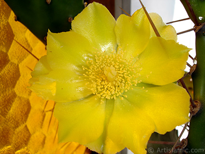 Prickly Pear with yellow flower. <i>(Family: Cactaceae, Species: Opuntia)</i> <br>Photo Date: June 2010, Location: Turkey/Istanbul-Mother`s Flowers, By: Artislamic.com