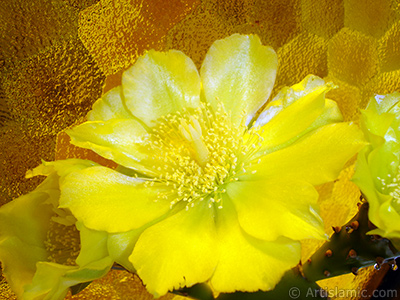 Prickly Pear with yellow flower. <i>(Family: Cactaceae, Species: Opuntia)</i> <br>Photo Date: June 2010, Location: Turkey/Istanbul-Mother`s Flowers, By: Artislamic.com