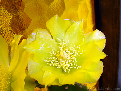 Prickly Pear with yellow flower. <i>(Family: Cactaceae, Species: Opuntia)</i> <br>Photo Date: June 2010, Location: Turkey/Istanbul-Mother`s Flowers, By: Artislamic.com