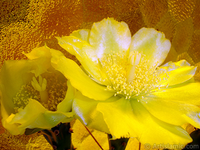 Prickly Pear with yellow flower. <i>(Family: Cactaceae, Species: Opuntia)</i> <br>Photo Date: June 2010, Location: Turkey/Istanbul-Mother`s Flowers, By: Artislamic.com