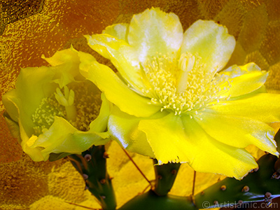 Prickly Pear with yellow flower. <i>(Family: Cactaceae, Species: Opuntia)</i> <br>Photo Date: June 2010, Location: Turkey/Istanbul-Mother`s Flowers, By: Artislamic.com